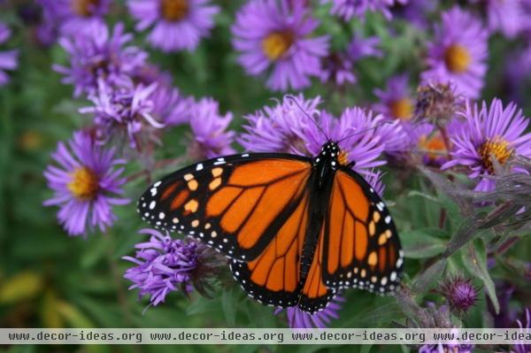 by Benjamin Vogt / Monarch Gardens