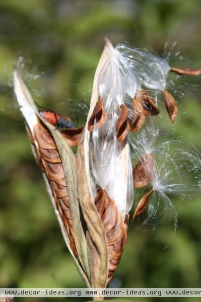 by Benjamin Vogt / Monarch Gardens