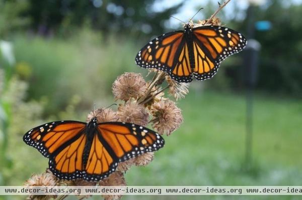 by Benjamin Vogt / Monarch Gardens