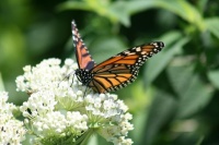 Be a Butterfly Savior — Garden for the Monarchs