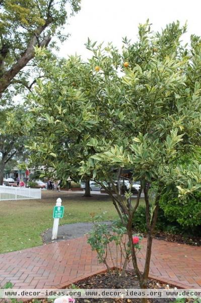 Great Design Plant: Kumquats for a Juiced-Up Winter