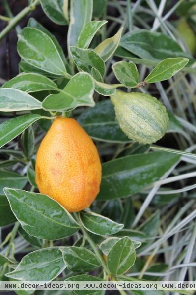 Great Design Plant: Kumquats for a Juiced-Up Winter