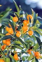 Great Design Plant: Kumquats for a Juiced-Up Winter