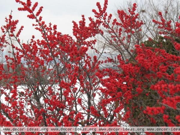 6 Rockin’ Red Plants for Winter Gardens