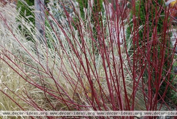 6 Rockin’ Red Plants for Winter Gardens