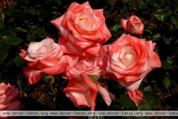 Expert Pruning Secrets for Exquisite Roses