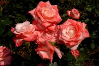 Expert Pruning Secrets for Exquisite Roses