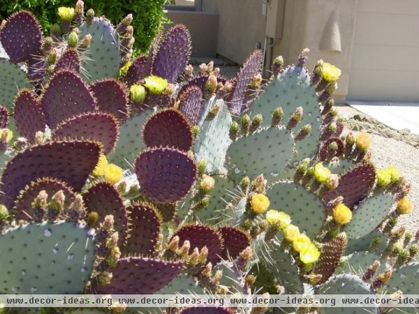 Great Design Plant: Santa Rita Prickly Pear for Purple Appeal