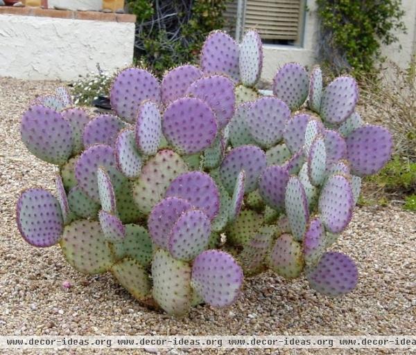 Great Design Plant: Santa Rita Prickly Pear for Purple Appeal