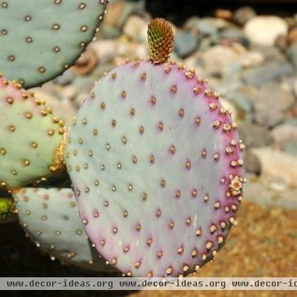 Great Design Plant: Santa Rita Prickly Pear for Purple Appeal