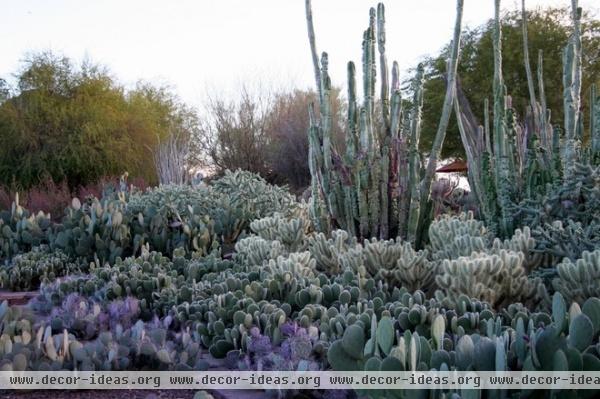 Great Design Plant: Santa Rita Prickly Pear for Purple Appeal