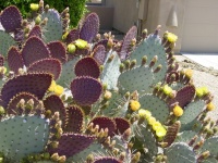 Great Design Plant: Santa Rita Prickly Pear for Purple Appeal