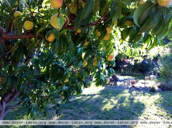 landscape Elberta White Peach Tree