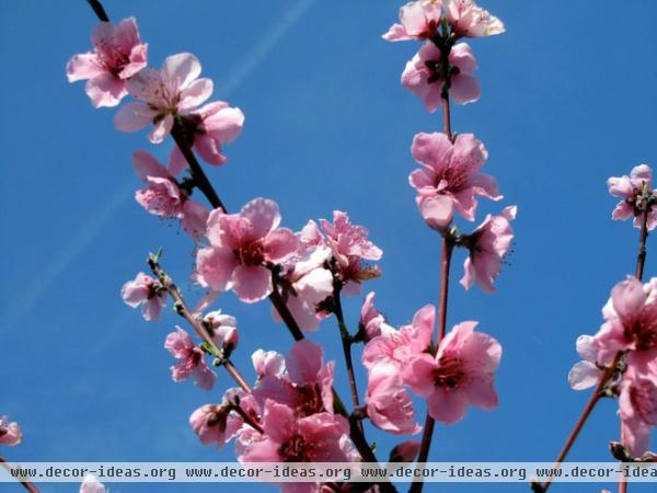 landscape Peach blossoms in spring