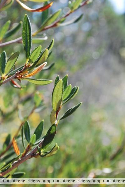 Great Design Plant: Curl-Leaf Mountain Mahogany, an Easy Evergreen