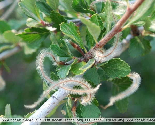 Great Design Plant: Curl-Leaf Mountain Mahogany, an Easy Evergreen