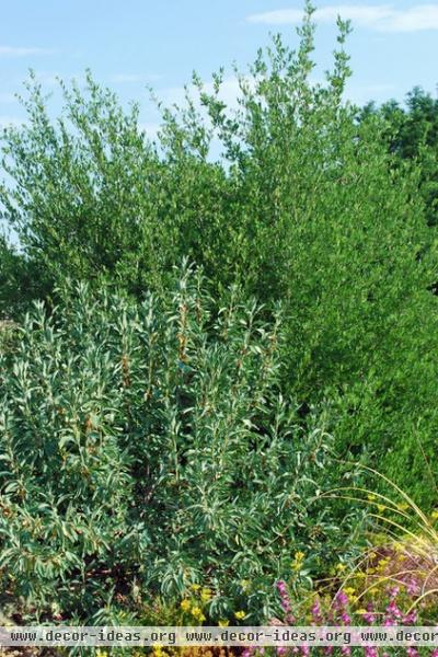 Great Design Plant: Curl-Leaf Mountain Mahogany, an Easy Evergreen