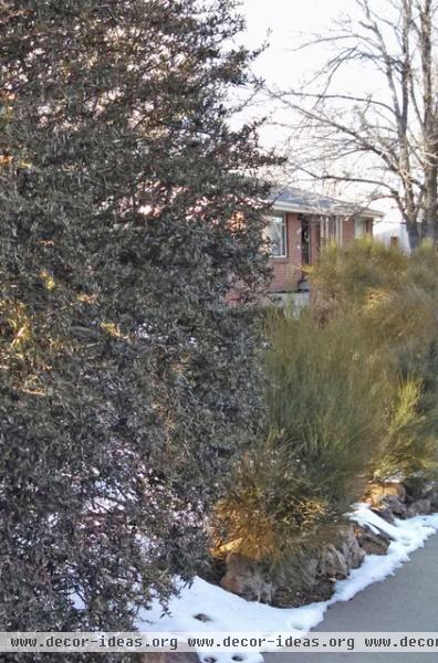 Great Design Plant: Curl-Leaf Mountain Mahogany, an Easy Evergreen