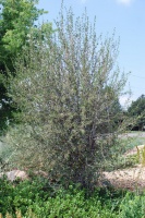 Great Design Plant: Curl-Leaf Mountain Mahogany, an Easy Evergreen