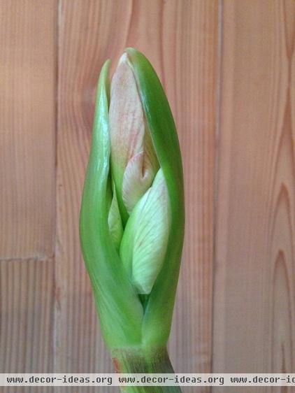 How to Get an Amaryllis to Rebloom