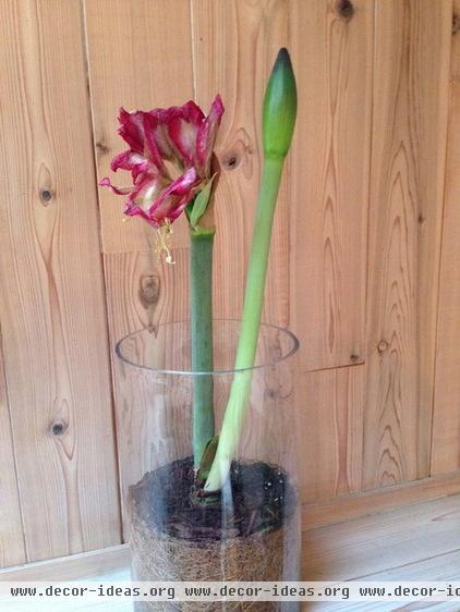 How to Get an Amaryllis to Rebloom