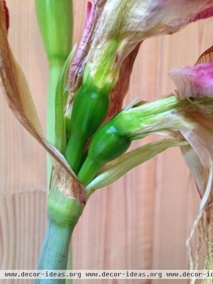 How to Get an Amaryllis to Rebloom