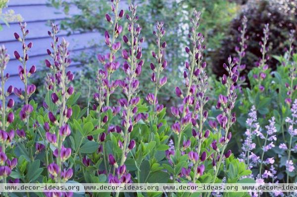 7 Native Wildflowers to Make You an Awesome Butterfly Host