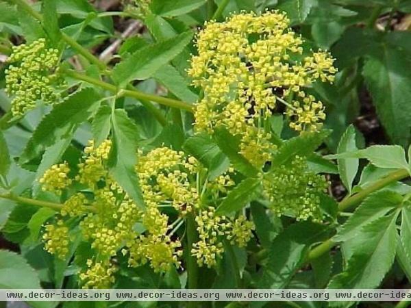 7 Native Wildflowers to Make You an Awesome Butterfly Host