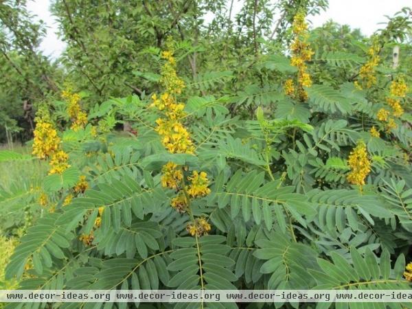 7 Native Wildflowers to Make You an Awesome Butterfly Host