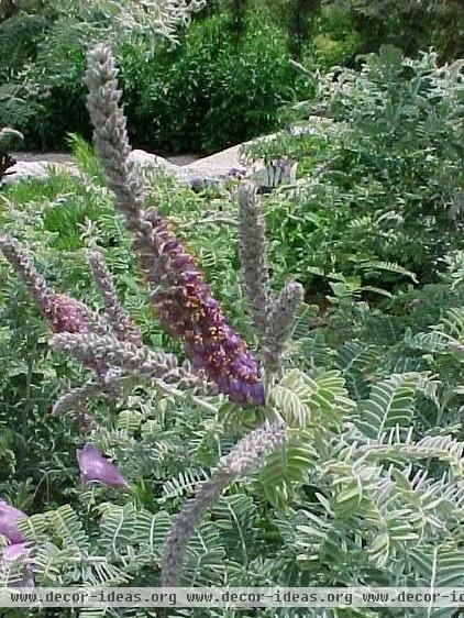 traditional landscape by Missouri Botanical Garden