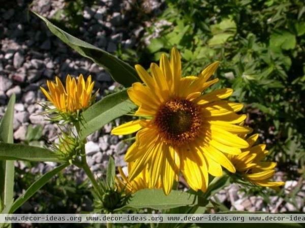 7 Native Wildflowers to Make You an Awesome Butterfly Host