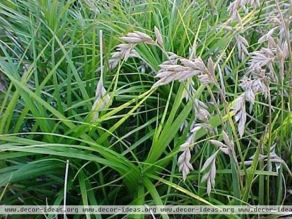 Meet a Lawn Alternative That Works Wonders