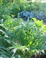 Get a Jump on a Cool-Season Vegetable Garden