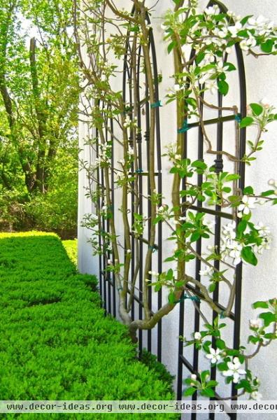 How to Add an Apple Tree to Your Edible Garden