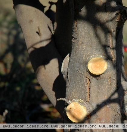 How to Add an Apple Tree to Your Edible Garden