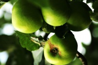 How to Add an Apple Tree to Your Edible Garden