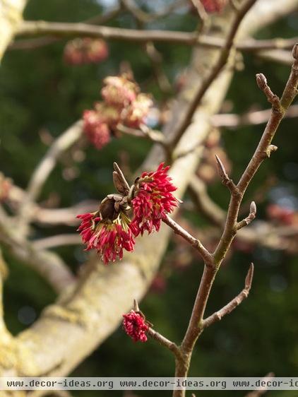 6 Flowers for Gorgeous Winter Garden Color