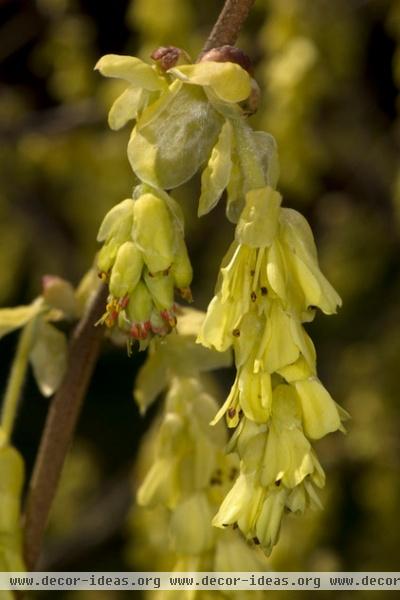 6 Flowers for Gorgeous Winter Garden Color