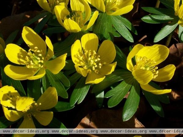 landscape Winter aconite (Eranthis hyemalis)