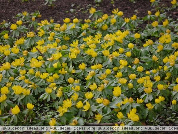 landscape Winter aconite (Eranthis hyemalis)