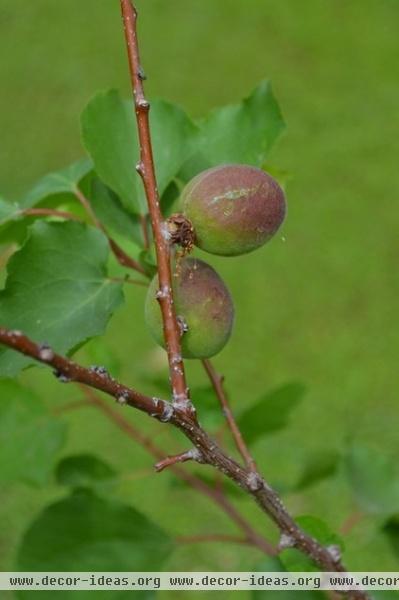 How to Grow Your Own Apricots