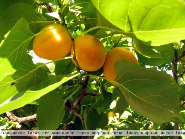 landscape Apricot tree