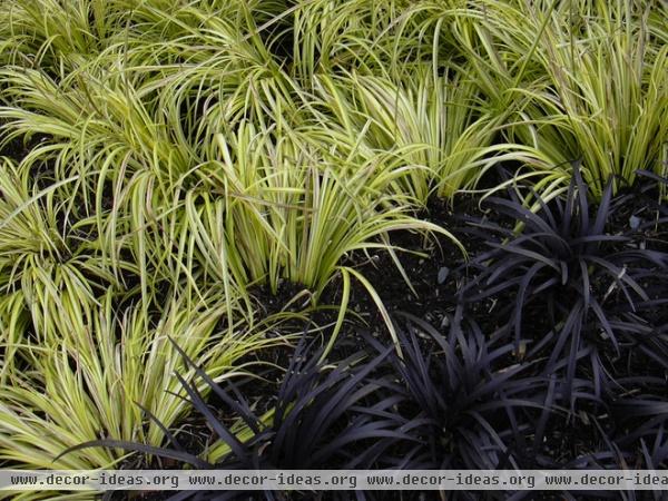 landscape Ophiopogon planiscapus 'Nigrescens'