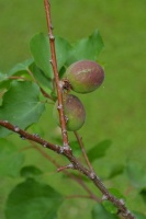 How to Grow Your Own Apricots