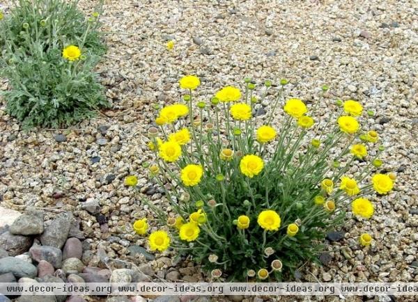 Great Design Plant: Desert Marigold Cheers Up Hot, Dry Areas