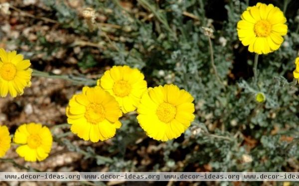 Great Design Plant: Desert Marigold Cheers Up Hot, Dry Areas