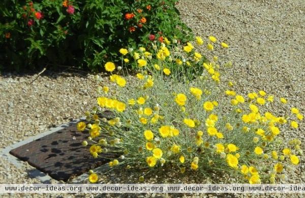 Great Design Plant: Desert Marigold Cheers Up Hot, Dry Areas