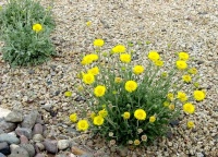 Great Design Plant: Desert Marigold Cheers Up Hot, Dry Areas