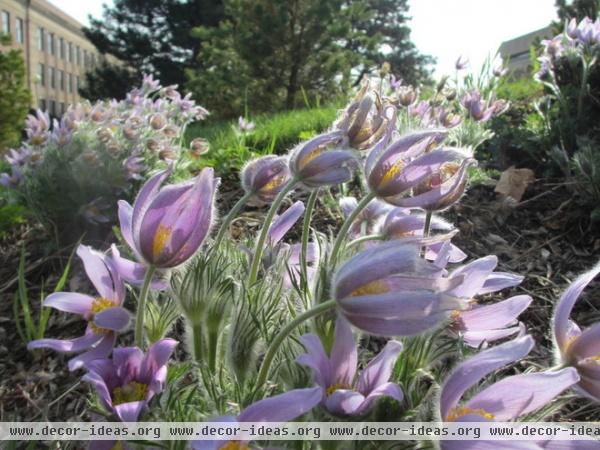 landscape by Benjamin Vogt / Monarch Gardens