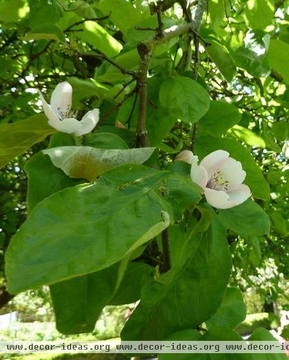 Why Grow Quince? For Beauty, Fragrance and Old-Time Flavor